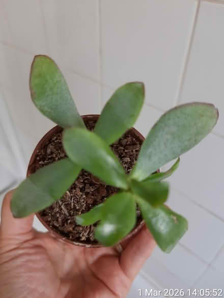 Photo of free Little jade plant in Ø6.5cm pot (Edgwarebury Lane) #2