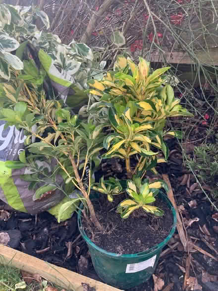 Photo of free Garden plants (Eynsham OX29) #1