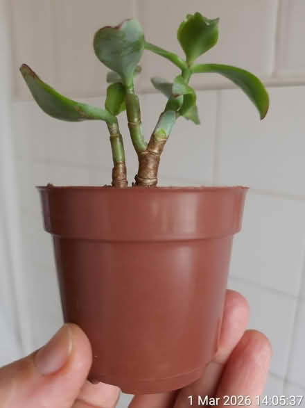 Photo of free Little jade plant in Ø6.5cm pot (Edgwarebury Lane) #1