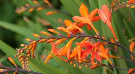 Photo of free Crocosmia Bulbs (Near Prospect High School) #1