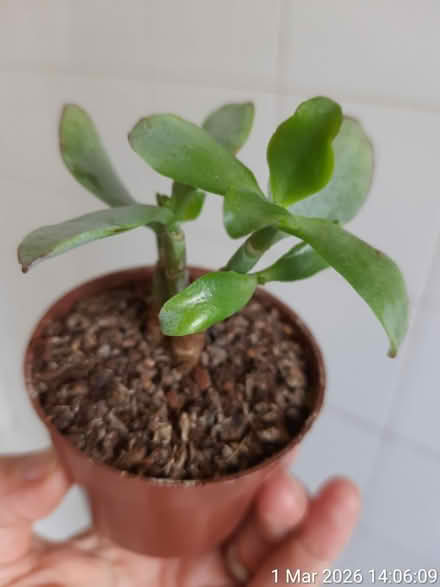 Photo of free Little jade plant in Ø6.5cm pot (Edgwarebury Lane) #3