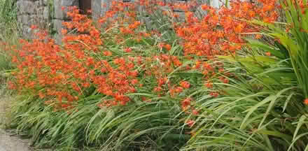 Photo of free Crocosmia Bulbs (Near Prospect High School) #2