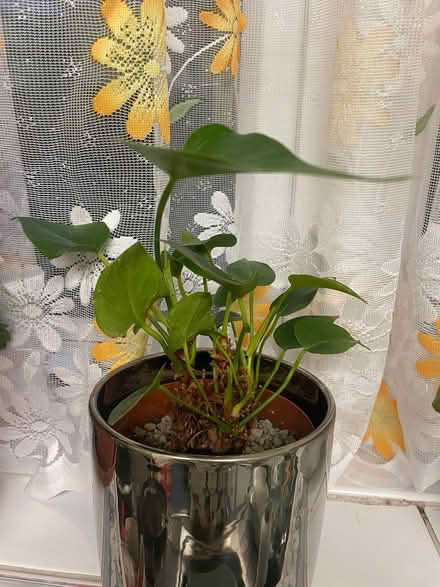 Photo of free 3 houseplants (Southdown) #3