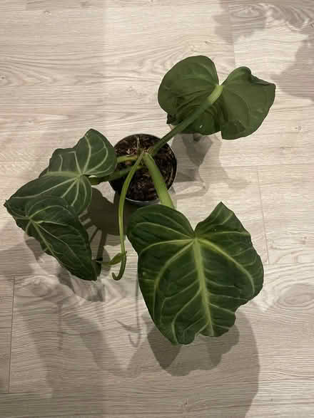 Photo of free Anthurium Villenaorum (Whitechapel E1) #1