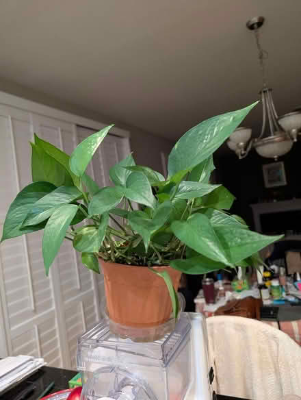 Photo of free Small healthy house plant (Hercules) #1