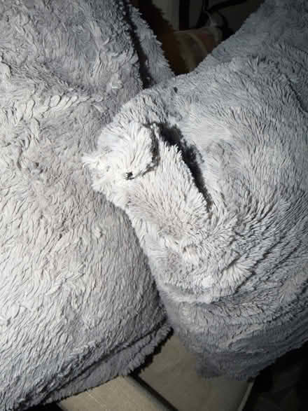 Photo of free Decorative pillows - 2 - large (Los Gatos 95032) #2