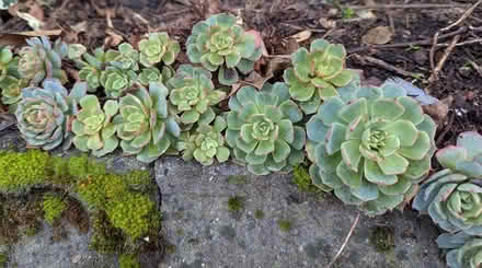 Photo of free Succulent plant babies (Walkinstown) #1