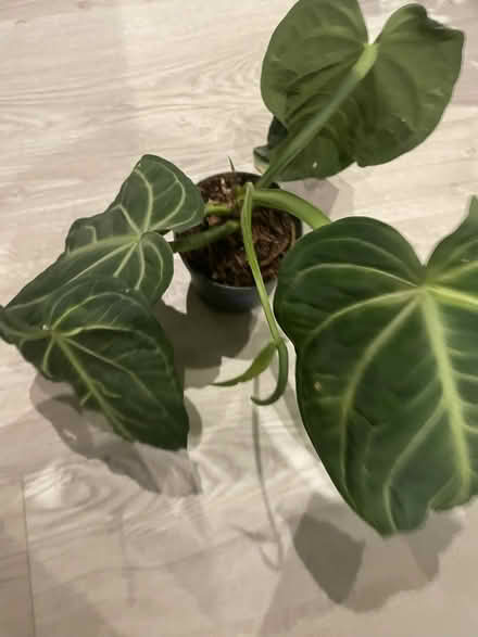 Photo of free Anthurium Villenaorum (Whitechapel E1) #2