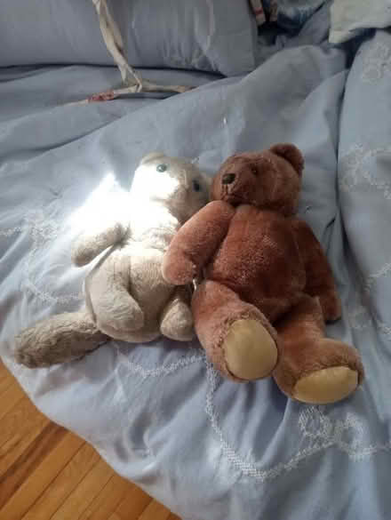 Photo of free Stuffed animals, pill organizer + (Peekskill, NY) #2