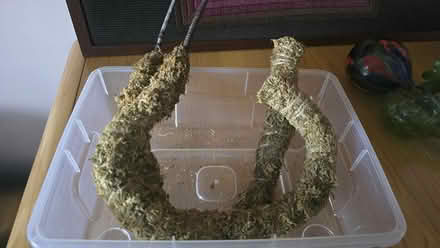 Photo of free 2 Moss Poles for Climbing Plants (Baseline & Greenbank) #1