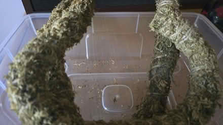 Photo of free 2 Moss Poles for Climbing Plants (Baseline & Greenbank) #2