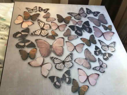 Photo of free Large picture Butterflies (Wayfield ME5) #1