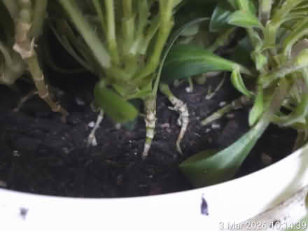 Photo of free Red campion in Ø22cm bucket (Edgwarebury Lane) #2