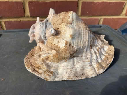 Photo of free Conch shell (Cheshunt EN7) #2