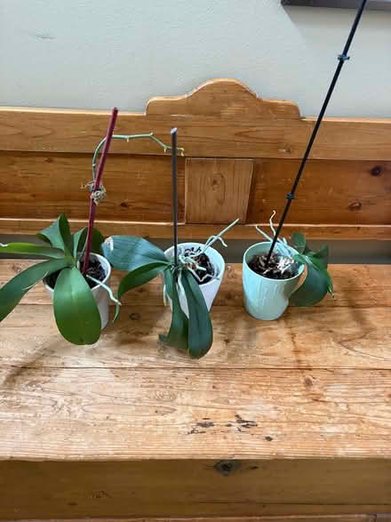 Photo of free Orchids (Larkspur) #1