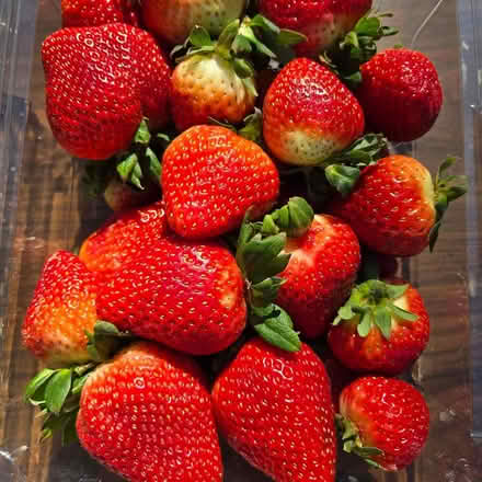 Photo of free Strawberries & Broccoli (Mountain View) #1