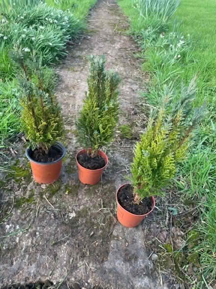 Photo of free Little conifers (WR13 Berrow) #1