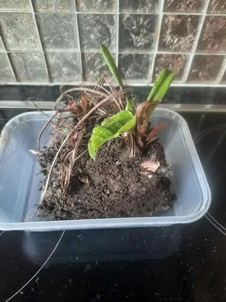 Photo of free Persicaria cutting plant now (Morden SM4) #2