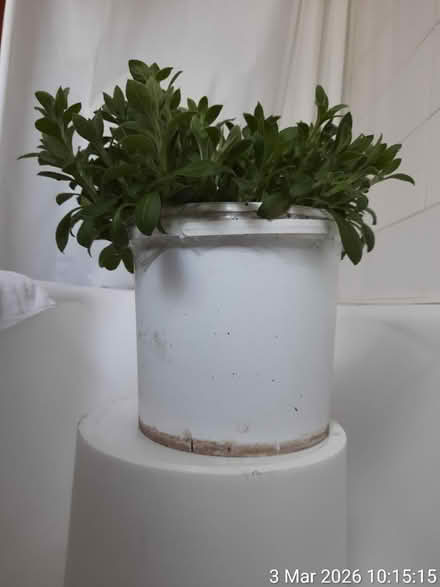 Photo of free Red campion in Ø22cm bucket (Edgwarebury Lane) #4