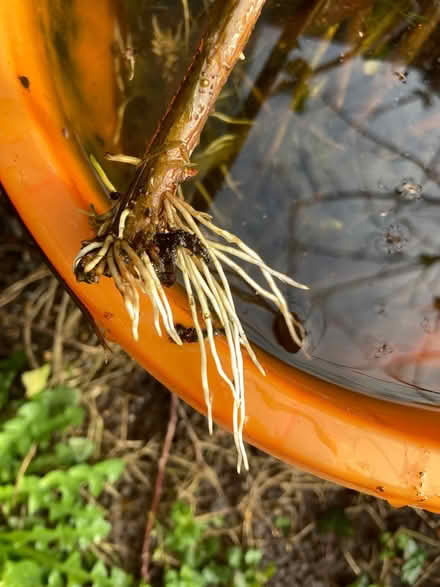 Photo of free 25+ Blackcurrant starter bushes (Glastonbury BA6) #2