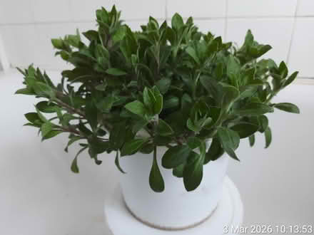 Photo of free Red campion in Ø22cm bucket (Edgwarebury Lane) #1