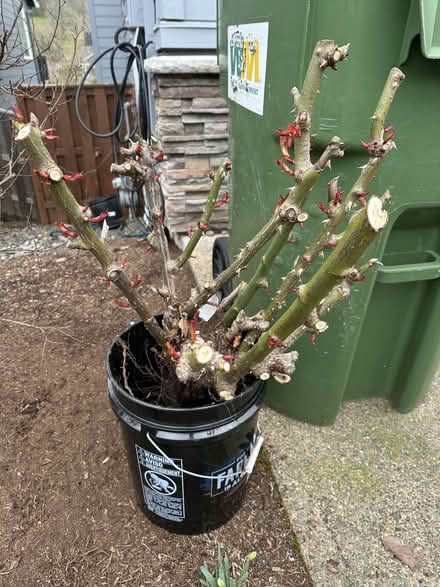 Photo of free Bare root Rose bush (Newbeg) #3