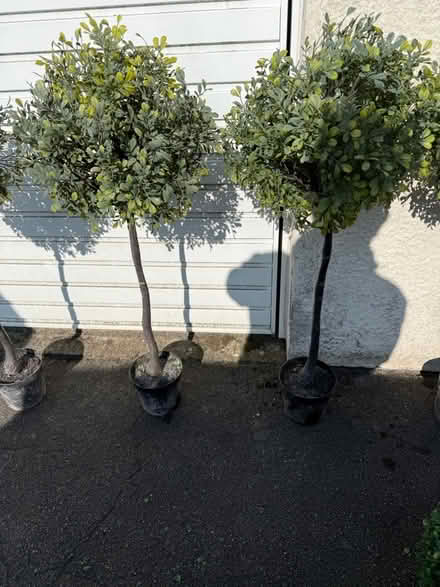 Photo of free Out door plastic trees & baskets (Kingswood BS15) #4