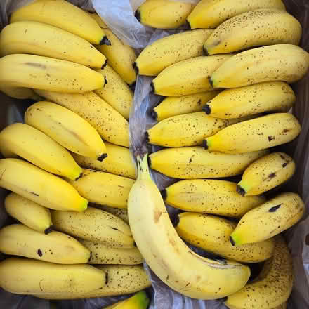 Photo of free Ripe Bananas (Chiquita Av MtnVw) #1