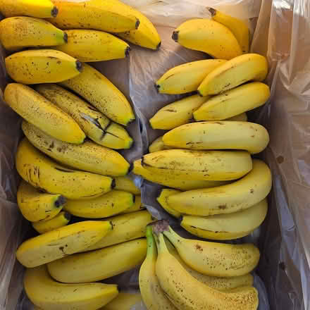 Photo of free Ripe Bananas (Chiquita Av MtnVw) #2