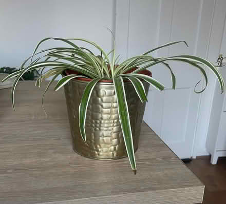 Photo of free Spider plant (Claughton) #1