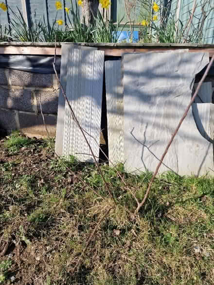 Photo of free Two young apple trees (Farlington PO9) #4