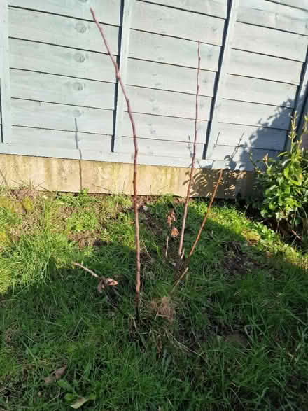 Photo of free Two young apple trees (Farlington PO9) #3