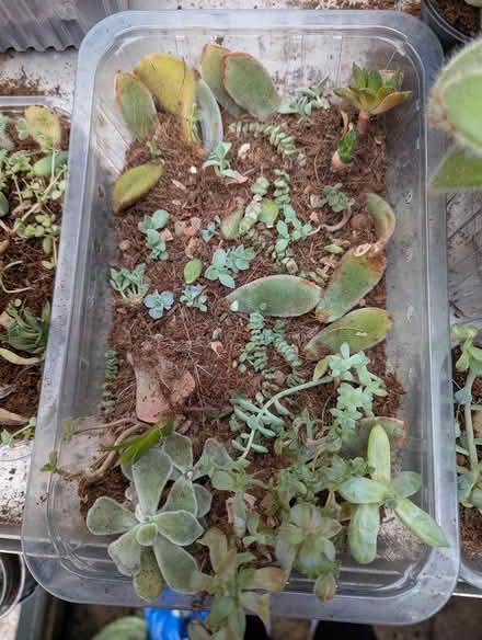 Photo of free mixed succulents (BD16 cottingley) #2