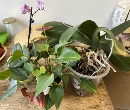 Photo of free 2 orchids & 1 anthurium (W9 Maida Vale) #1