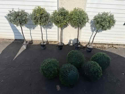 Photo of free Out door plastic trees & baskets (Kingswood BS15) #1