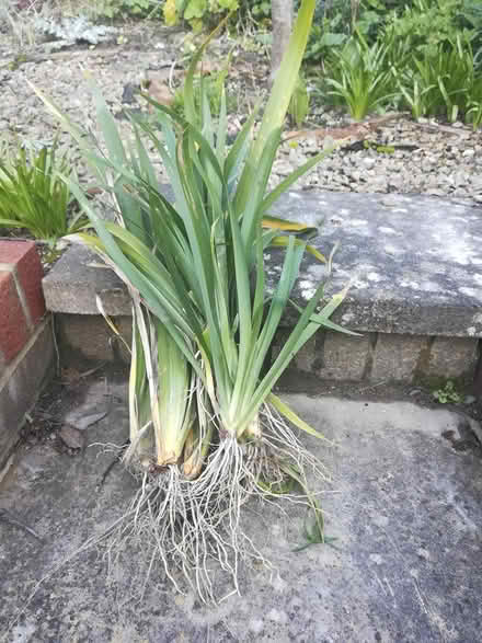 Photo of free Irises, probably orange (Cholsey/Wallingford OX10) #1