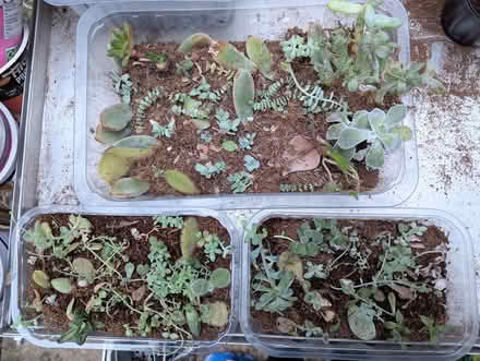 Photo of free mixed succulents (BD16 cottingley) #1