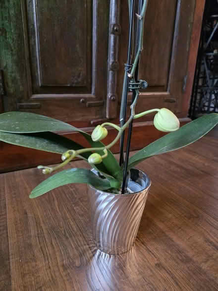 Photo of free Orchid (Millersville) #1