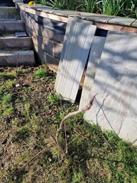 Photo of free Two young apple trees (Farlington PO9) #2