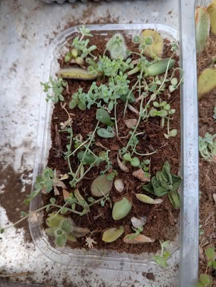 Photo of free mixed succulents (BD16 cottingley) #3