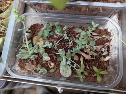 Photo of free mixed succulents (BD16 cottingley) #4