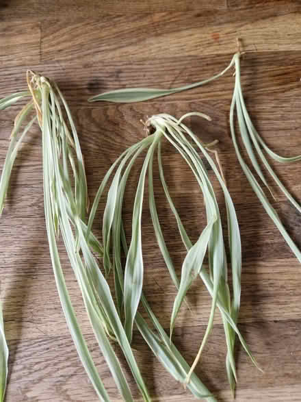 Photo of free Spider plants (Gracemount EH16) #1