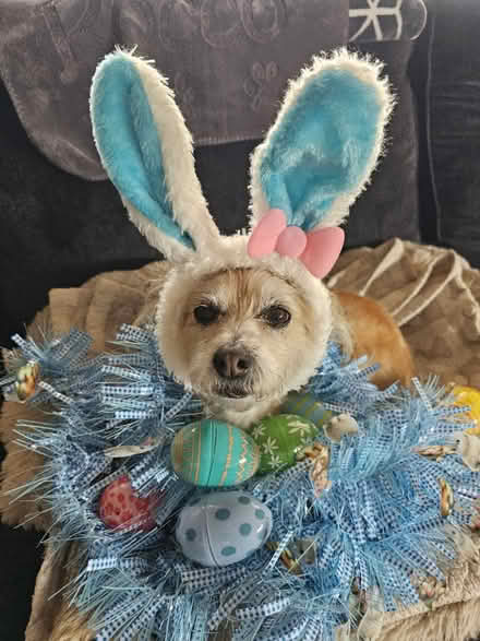 Photo of free Holiday decorations (for a dog?) (South San Francisco) #4