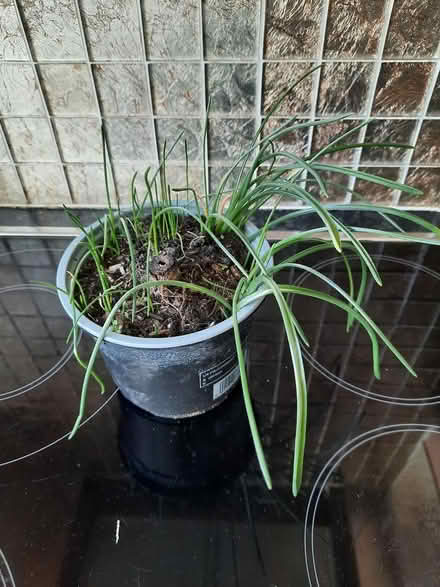 Photo of free Star of Bethlehem Ornithogalum bulb (Morden SM4) #4