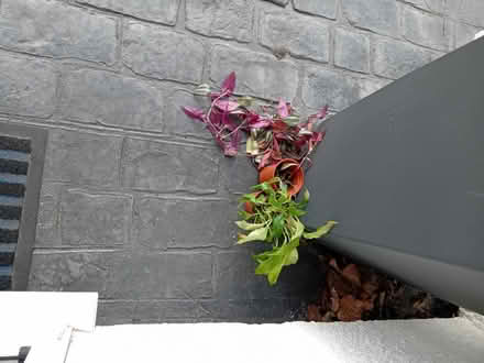 Photo of free 2 house plants (Greasby CH49) #1