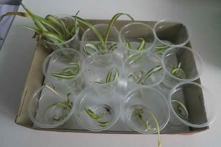 Photo of free Spider plants (Gungahlin ACT) #2