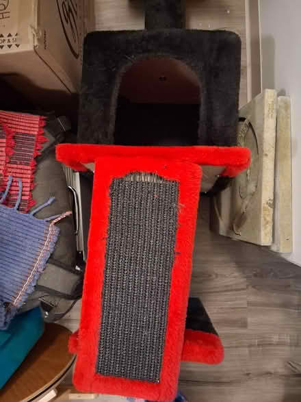 Photo of free Cat Tree (Interbay/Queen Anne) #1