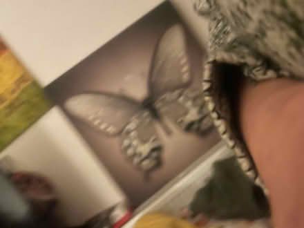 Photo of free Butterfly canvas (AB16) #1