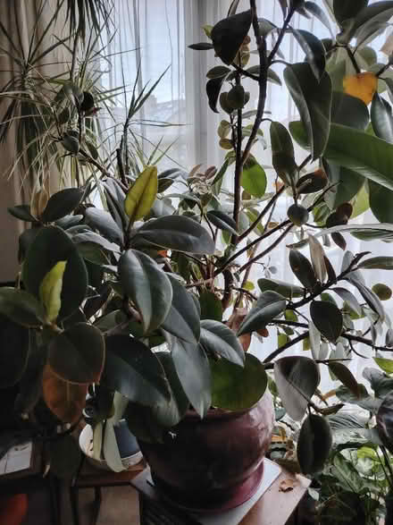 Photo of free Beautiful large rubber plant (Bowerham LA1) #4