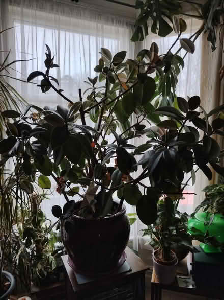 Photo of free Beautiful rubber plant, very big! (Bowerham LA1) #2